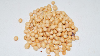 SOJA GRAO